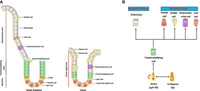 Intestinal Stem Cells and Immune Cell Relationships: Potential Therapeutic Targets for Inflammatory Bowel Diseases